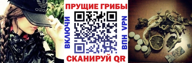 Галлюциногенные грибы Psilocybine cubensis  Гдов 